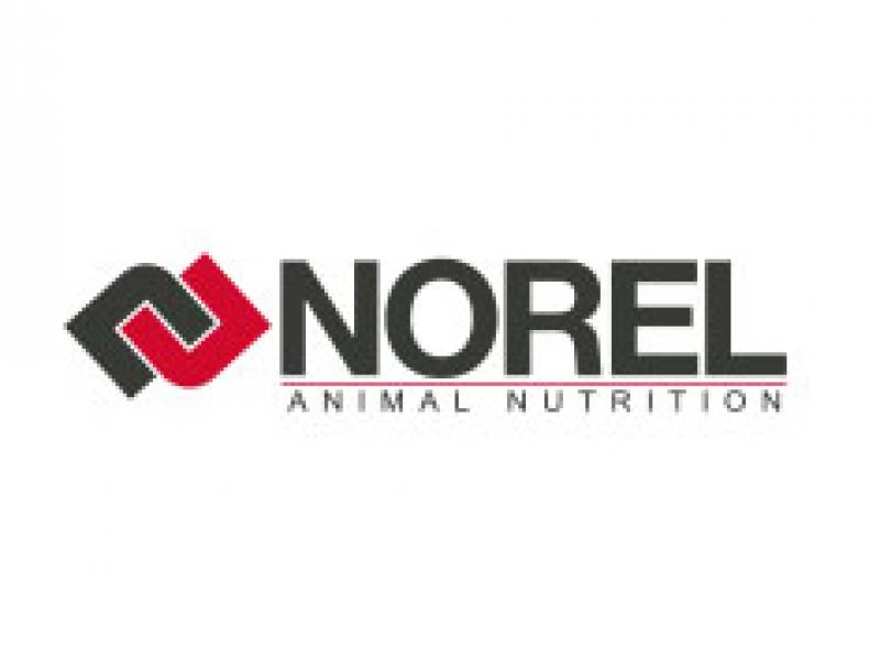 norel2